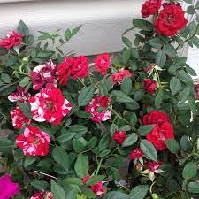 Free shipping discount code.choose from widest array of top products which are trending now. 75 Off Plants At Jewel Osco Jill Cataldo