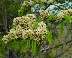 Image result for Dalbergia boehmii