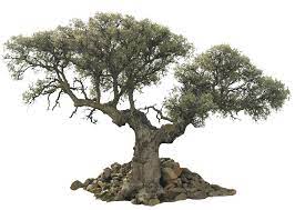 Unusual Tree Png By Evelivesey Deviantart Com Immagini Ringhiera