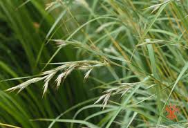 Image result for Hyparrhenia tamba