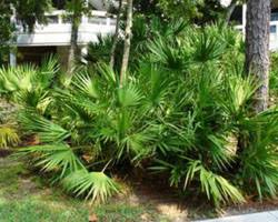 Image result for Serenoa repens