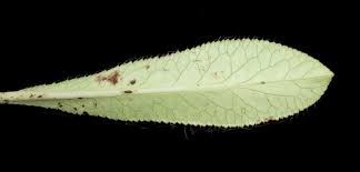 Image result for Alepidea