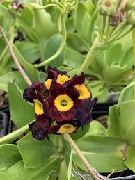 Image result for Primula x pubescens