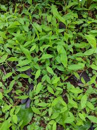 Image result for Microstegium fasciculatum