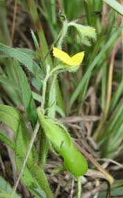 Image result for Crotalaria orthoclada