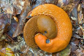 Schnecken Bildergalerie Nabu Niedersachsen
