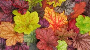 Jul 27, 2018 · heuchera spp. Heuchera Is Easy To Grow And Adds Color To Gardens Idaho Statesman
