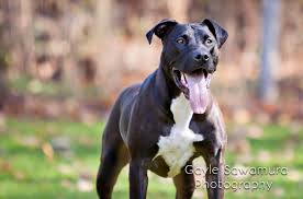 Let's take a closer look. Great Dane Pitbull Mix Google Search Animales
