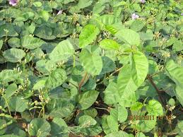 Image result for Ipomoea rubens