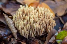 Image result for Ramaria stricta