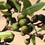 Image result for Hexalobus monopetalus