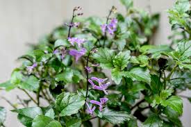 Mona Lavender Plectranthus – Parks Brothers Farm, Inc