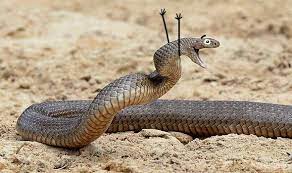 Pin By Teagan Harrelson On Snakes With Arms Cute Funny Animals Cute Reptiles Pretty Snakes