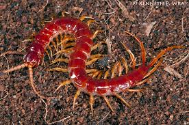 Image result for Scolopia stolzii