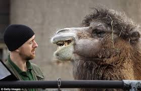 Carly's review published on letterboxd: London Zoo Keepers Start Annual Stock Take Of 18 500 Animals Daily Mail Online