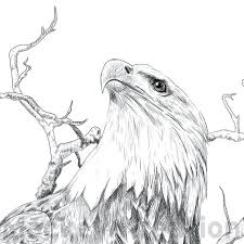 Bald Eagle Black And White Drawing Bald Eagle Digital Ink Drawing Etsy In 2020 Digital Ink Egale Drawing Bald Eagle