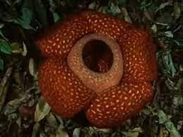 This Video Tells About The Rafflesia Arnoldii The Largest Flower In The World It Has No Leaves Or Stems Of Its Own It Is Corpse Flower Large Flowers Flowers