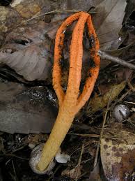 Image result for Pseudocolus schellenbergiae