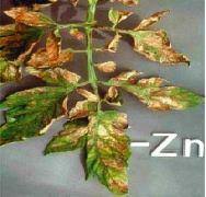 Once a tomato plant is diseased, you must destroy it. Nutritional Deficiencies Of Tomato Vikaspedia