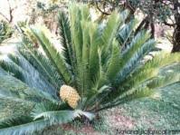 Image result for Encephalartos umbeluziensis