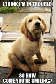 So while this doggo can't read, we love him all the same. 12 Pics Of Golden Retrievers That Will Make You Laugh Every Time Pupstoday