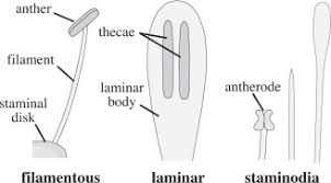Image result for Andropterum