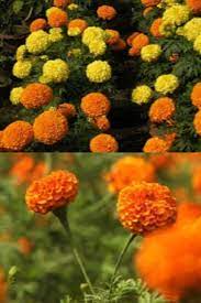 Marigold Flower Garden In Bangladesh How To Plant Grow And Care Video Plants Aquaponic Gardening Aquaponics Greenhouse