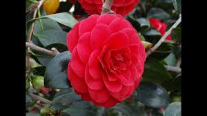 Amazing And Most Beautiful Camellia Tea Flowers Flower Tea Blossom Flower Camellia