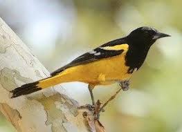 Yellow Birds Of Arizona Desert Scott S Oriele Orioles Oriole Bird Beautiful Birds