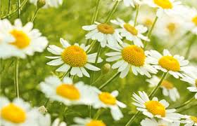 Maybe you would like to learn more about one of these? 4 Natural Helpers To Your Garden And How To Keep Snails Away