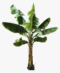 16 Banana Tree Png In 2020 Banana Tree Tree Render Tree