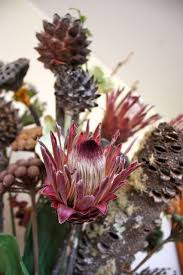 Overall 10/10 service & products. Pin By Blumenhandler On Apothecary Protea Australian Native Flowers Dried