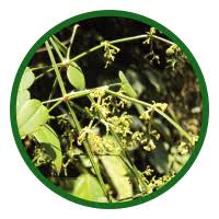 Image result for Rubia cordifolia