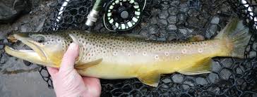 brown trout salmo trutta species profile