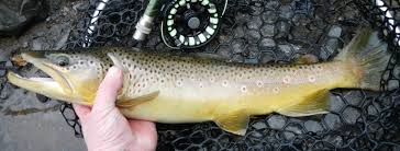 Brown Trout Salmo Trutta Species Profile