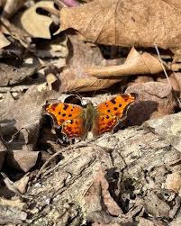 Image result for Pandiaka confusa