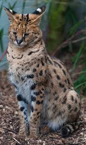 Across its range, it occurs in protected areas, and hunting it is either prohibited or regulated in range countries. Ø§Ù„Ù‚Ø· Ø§Ù„Ø£Ù†Ù…Ø± Ø£Ùˆ Ø§Ù„Ø¨Ø¬ Leptailurus Serval Ù…ÙˆÙ‚Ø¹ Ø­ÙŠÙˆØ§Ù†