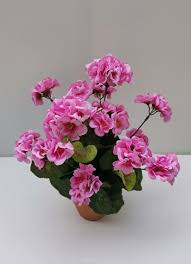 Image result for foto muškáty