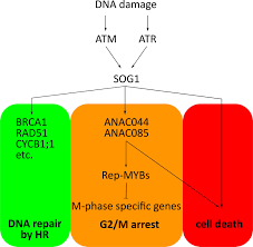We did not find results for: Plant Stress Hitting Pause On The Cell Cycle Elife