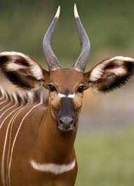 African Animal Pictures African Animals Animals Animal Planet