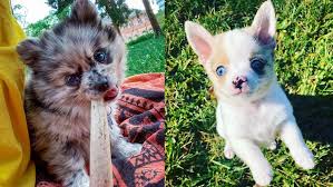 Maybe you would like to learn more about one of these? Pomchi Pomeranian Chihuahua Mix What S Good And Bad About Them