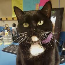Lifestyle for pets lifestyle 4 pet has all the indispensible product that each pet owner must have. Mast Boulevard Pet Hospital 9740 Magnolia Avenue Santee Reviews And Appointments Topvet