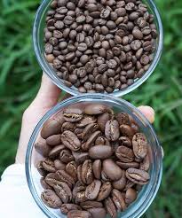 100% kona coffee from hawaii's most celebrated craft roaster, kona coffee purveyors. Cuppers Club 2 Hawaiian Coffee Per Month Big Island Coffee Roasters