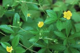 Image result for Potentilla simplex