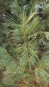 Buy pine trees and shrubs online with delivery right to your door. Nature Notes Distinguishing Between Pine Trees Travel And Outdoors Fredericknewspost Com