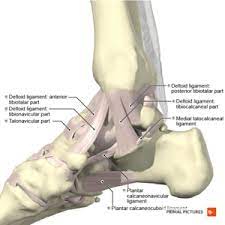 It functions as a rigid structure for weight bearing and it can also function as a flexible structure to conform to uneven terrain. Foot And Ankle Structure And Function Physiopedia