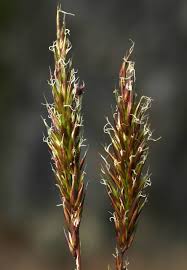 Image result for Anthoxanthum