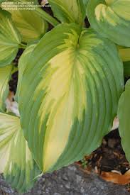 Image result for Hosta Warpaint