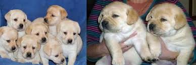 Condos for sale in pittsburgh, pa. Free Labrador Puppies Online Shopping Mall Find The Best Prices And Places To Buy