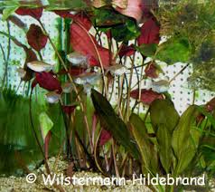 Eine gute vordergrundpflanze auch für kleine aquarien. Wasserkelche Cryptocorynen Als Aquarienpflanzen